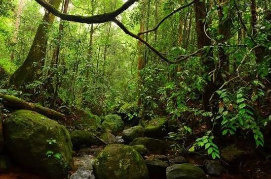 Sinharaja Rainforest